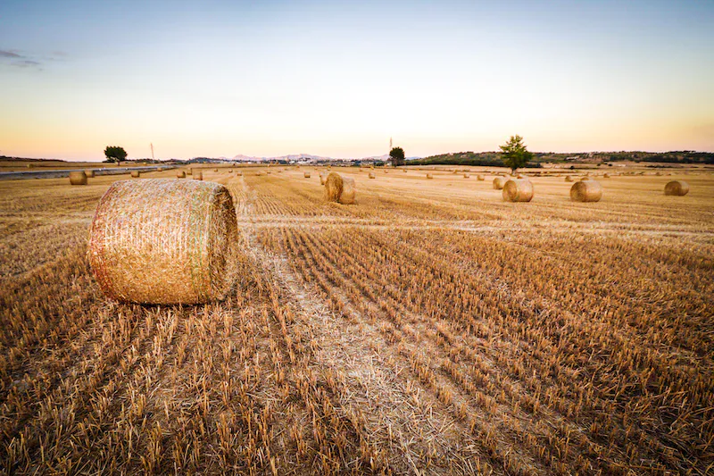 Discover the secret to drought-tolerant crops with resurrection plants in this informative blog post. Learn how to improve crop yields in areas prone to drought with this innovative approach.